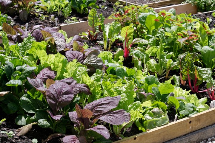 Growing our own fruits and vegetables at home can make us feel more in control, said Rose Hayden-Smith, a food historian and author of "Sowing the Seeds of Victory."