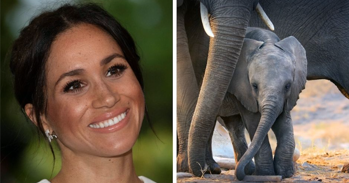 Meghan Markle’s New Disney Flick ‘Elephant’ Is A Perfect Fit For The Whole Family