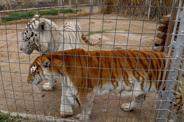 Tigers in their enclosures at the Greater Wynnewood Exotic Animal Park, the zoo formerly run by Joe Exotic and now operated by Jeff Lowe, in February 2019.