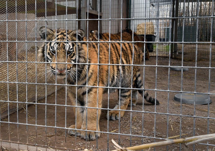 A tiger in an enclosure at the Greater Wynnewood Exotic Animal Park, the zoo formerly owned by Joe Exotic and now run by Jeff Lowe, in February 2019.