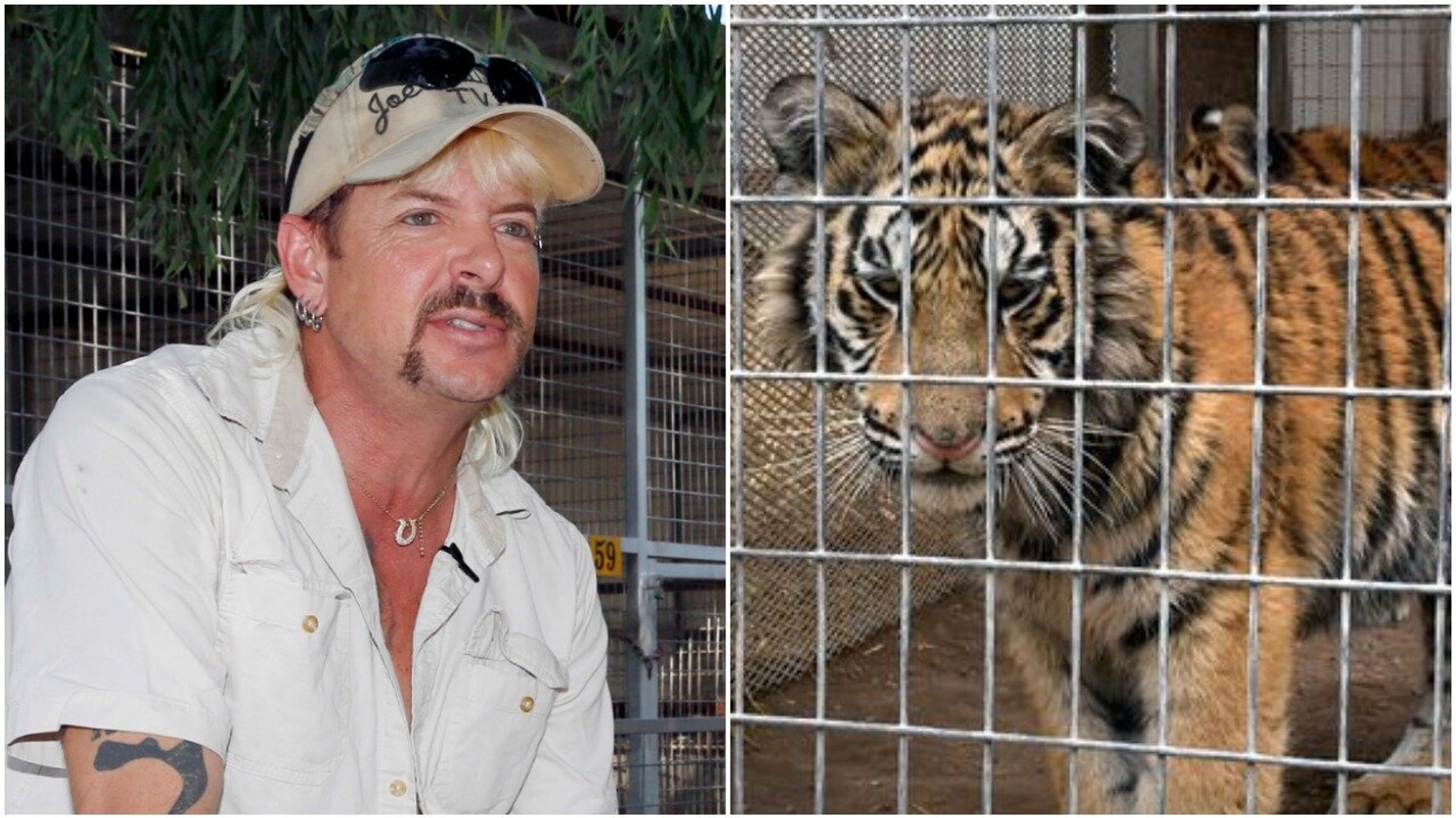 Here S What Wild Animal Experts Want You To Know About Tiger King