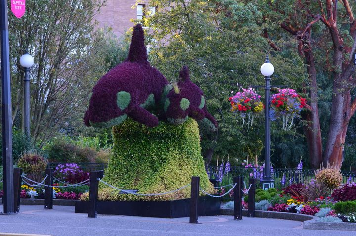 A photo of an orca-themed horticulture display taken in good weather in Victoria, B.C.