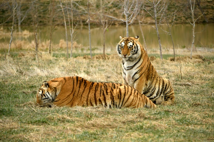 Two tiger brothers relax in their open enclosures at The Wild Animal Sanctuary on April 1, 2020 in Kennesburg, Colorado. 