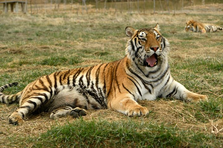 Thirty-nine tigers and three black bears formerly in the possession of Oklahoma zookeeper Joe Exotic now live at The Wild Ani