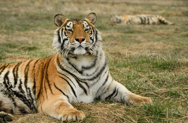 Joe Exotic surrendered some of his tigers to The Wild Animal Sanctuary around a year before he was indicted for trying to hire a hitman to kill Carole Baskin.