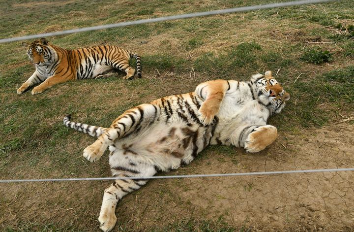 The tigers were reportedly in bad condition when they first got to The Wild Animal Sanctuary in 2017, suffering from psycholo