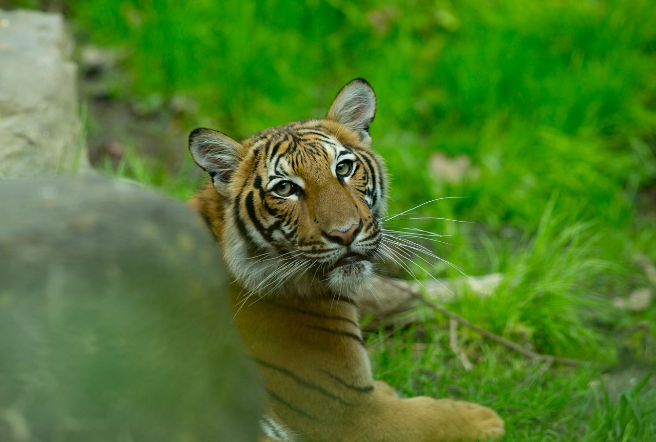A Malayan tiger cub in its enclosure at the Bronx Zoo.