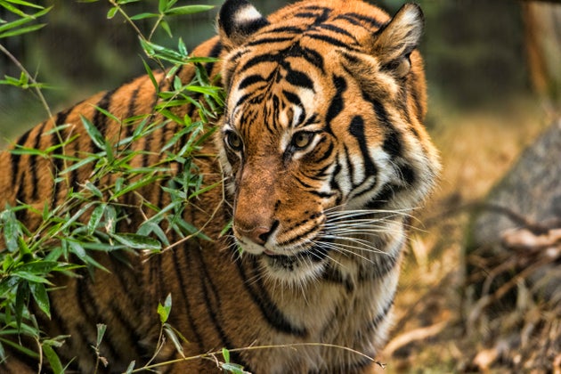 Una Tigre Del Bronx Zoo Di New York E Risultata Positiva Al Coronavirus L Huffpost