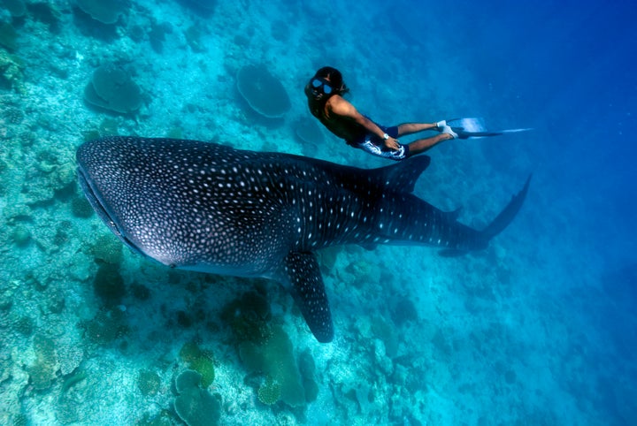 Ari Atoll, Maldives.