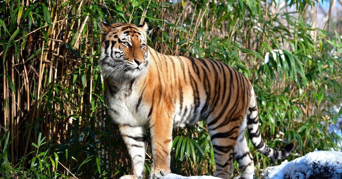  Un  tigre  du  zoo du  Bronx test  positif au coronavirus Le 