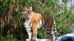 Un tigre du zoo du Bronx testé positif au