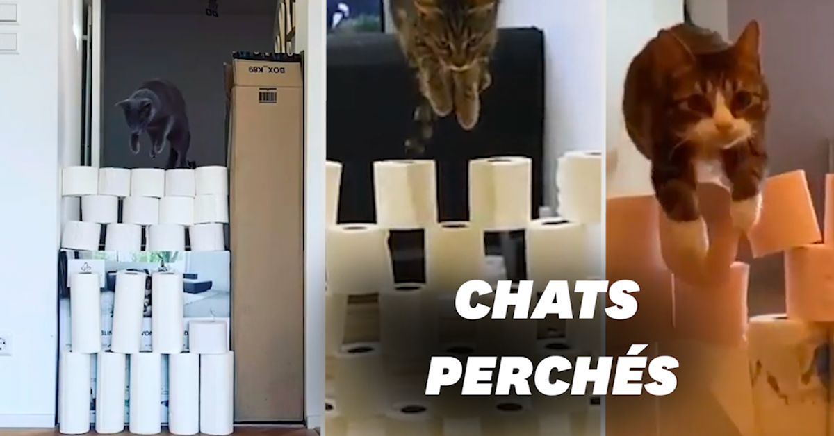 Chat Vs Papier Toilette Le Nouveau Defi Du Confinement Sur Instagram Le Huffpost