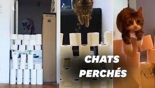 Chat VS papier toilette, le nouveau défi du