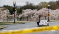 Cherry Blossoms Tests People’s Dedication To Physical