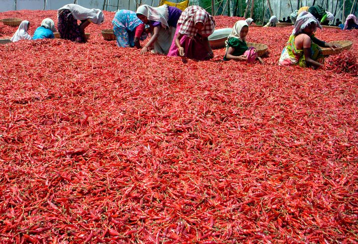 Workers spread red chilli peppers to dry at Guntur district in Andhra Pradesh March 20, 2008.
