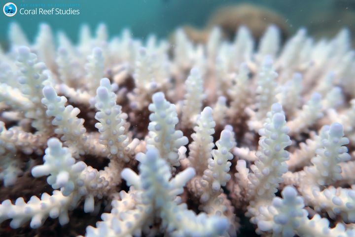Coral becomes bleached most often when ocean temperatures rise above normal, effectively cooking the delicate polyps that make up reefs.