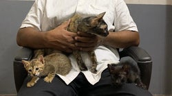 Meet the Kerala Man Who Moved HC To Feed His Cats During