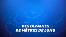 Cette incroyable méduse semble provenir d’un film de