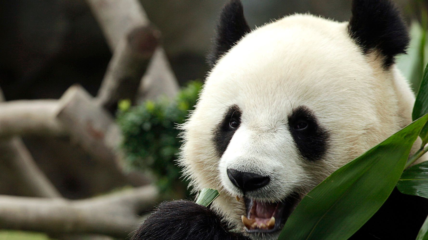 Giant Pandas Take Full Advantage Of Locked Down Zoo, Finally Have Sex ...