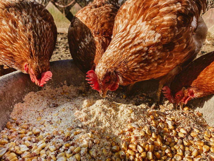 Plusieurs citoyens s'informent pour en apprendre plus sur l'élevage des poules.