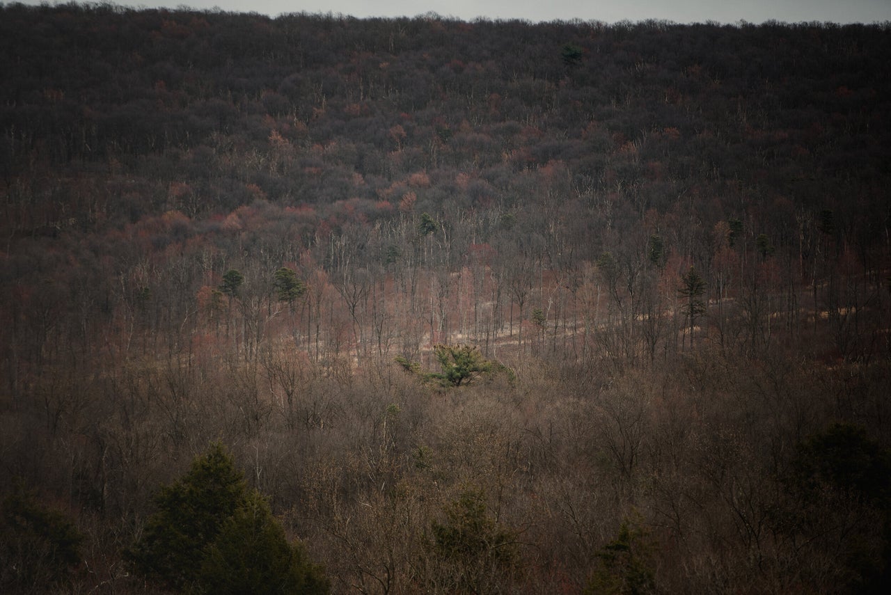 Invasive species such as ferns and stilt grass take over forest ground, which prevents new trees from growing in Auburn, Pennsylvania.