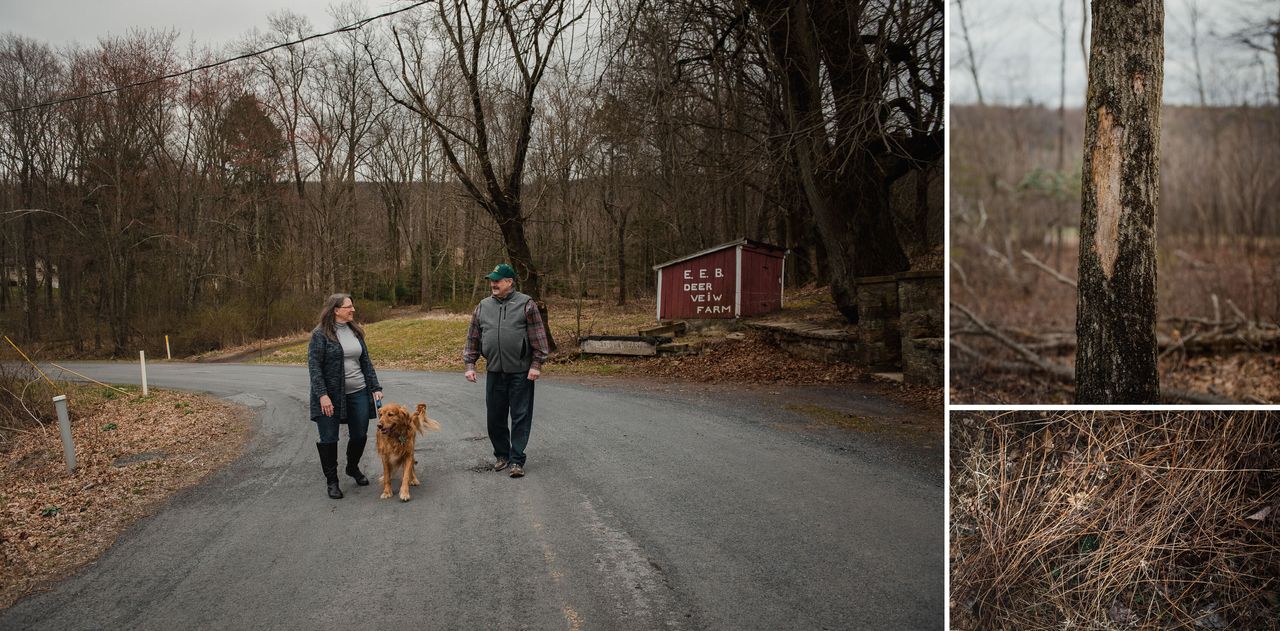 Left: Elaine Maneval, 59, walks with her dog Xander and her brother Wayne Brensinger on a road between their properties in Auburn, Pennsylvania, on April 4, 2020. The two co-own 500 acres of their family forest. Top right: A dead red oak stands in the middle of Brensinger's forest. The gypsy moth caterpillar has ruined many trees, and invasive species have grown in their place. Bottom right: Invasive species such as ferns and stilt grass take over forest ground, which prevents new trees from growing.