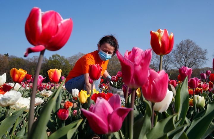 Εργάτρια συλλέγει τουλίπες σε αγρό στο Μιλάνο της Ιταλίας. Οι παραδόσεις λουλουδιών κατ' οίκον συνεχίζονται και κάποιοι δεν μπορούν να μείνουν στην ασφάλεια του σπιτιού τους (7 Απριλίου) 