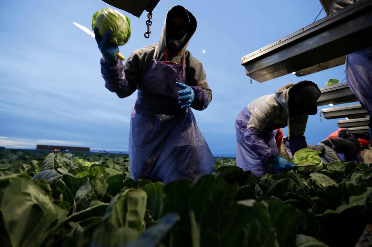 Farmworkers pick cabbage before dawn in a field outside of Calexico, California, in March 2018.