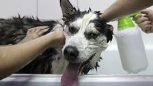 Is Dog Grooming Essential? PetSmart Says Yes, Pressuring Hundreds To Come In To Work