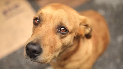 ″개 전기도살은 동물보호법 위반” 대법원이 유죄 확정하며 한