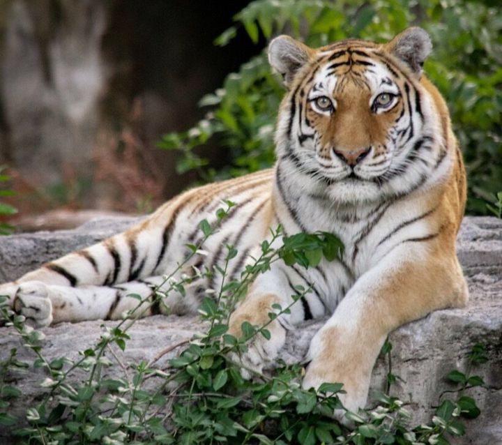 A female Amur tiger at the zoo where the author works. It's estimated that only 350-450 Amur tigers survive in the wild.