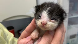 How An Ontario Animal Shelter Stepped Up To Feed Pets During