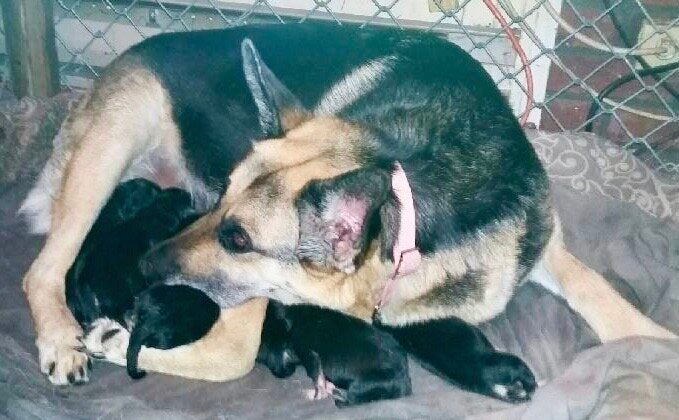 Keisha nurses her 12 pups in early April 2020 near Collingwood, Ont. The Georgian Triangle Humane Society delivered food to her owner James Rutters during the COVID-19 pandemic.