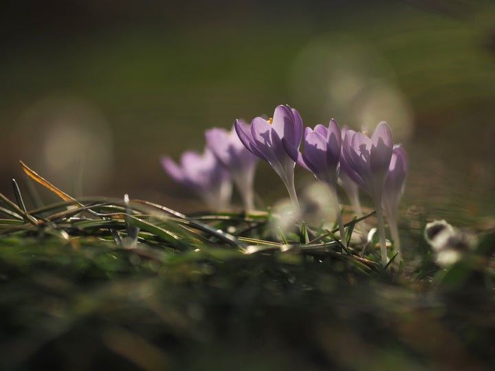 庭先に咲く花。自粛が続く春も、花々が少し、ほっとした気持ちを与えてくれる。