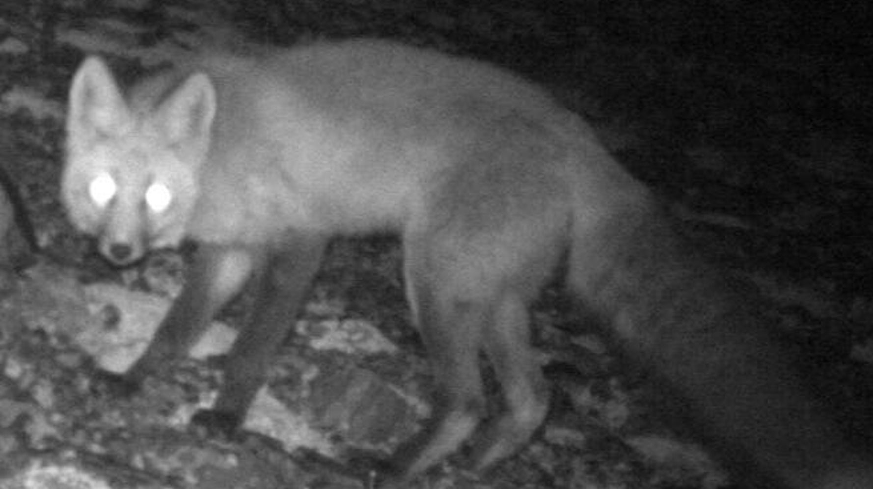 Sierra Red Fox One Of North America S Rarest Mammals Spotted In Yosemite Huffpost