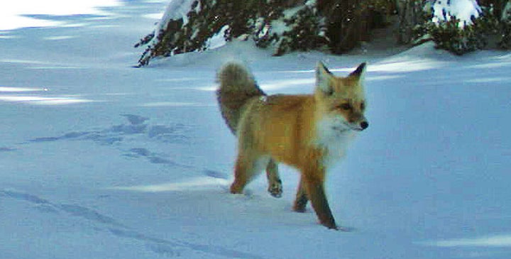 A Sierra Nevada red fox walks by a wildlife camera in Yosemite National Park in 2014.