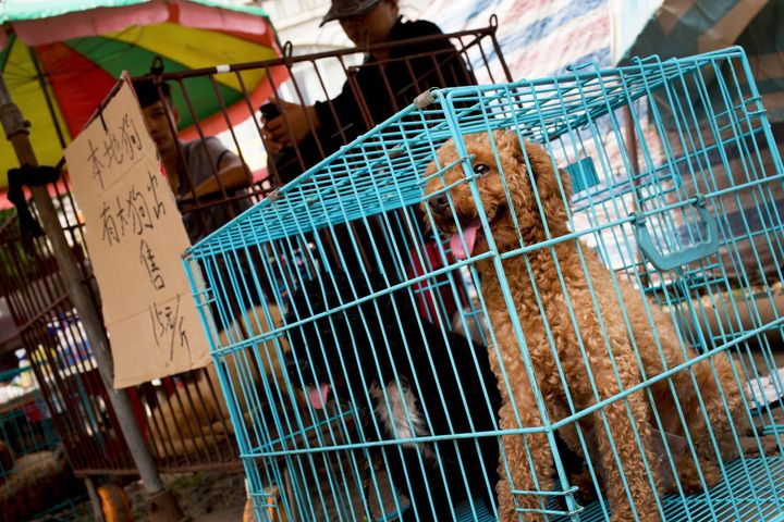 Σκύλοι προς πώληση στο Φεστιβάλ Φαγώματος Σκύλων, που γίνεται στη νότιο Κίνα, στο Θερινό Ηλιοστάσιο (21 Ιουνίου).