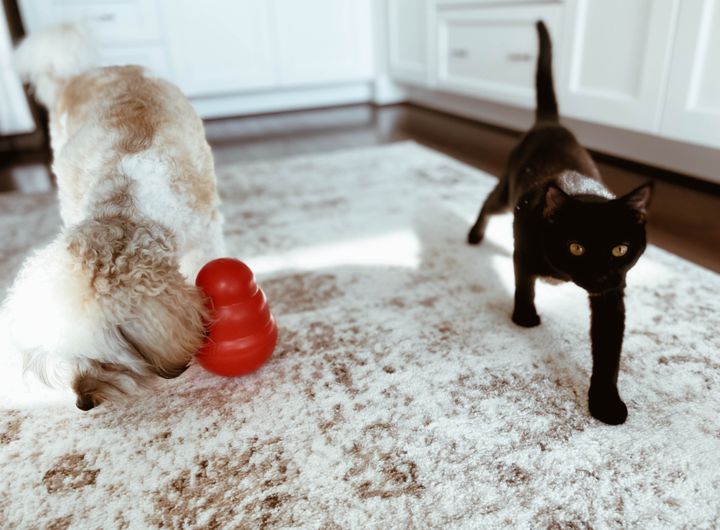Cats and dogs can experience boredom, too. Here's how to keep them healthy and entertained while they're stuck inside more than usual. 