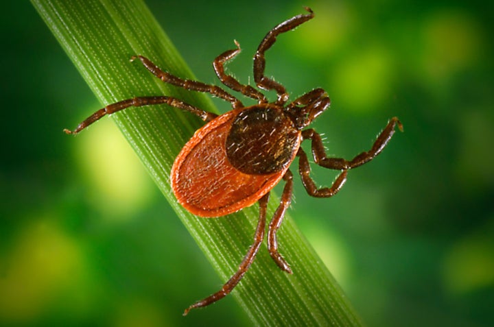 Blacklegged tick (Ixodes pacificus) on a leaf, carrier of the Lyme disease, 2005.