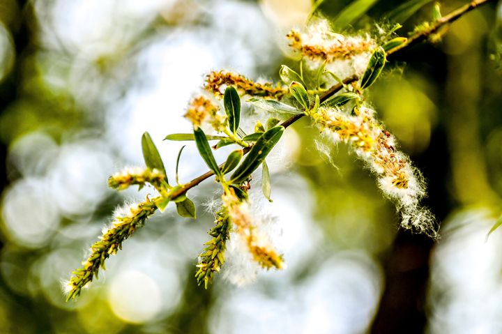 Allergique Au Pollen Ce Qu Il Faut Savoir En Cette Periode D Epidemie Le Huffington Post Life