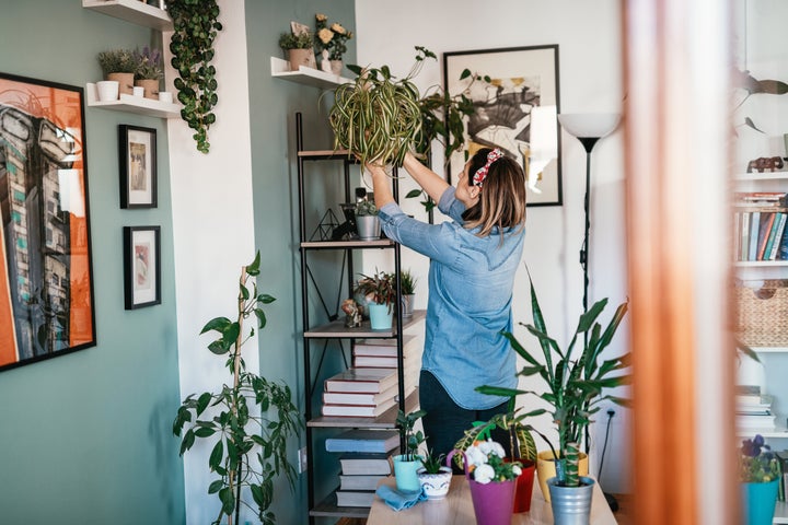 Where to buy affordable plants online, so you can bring the outdoors in.