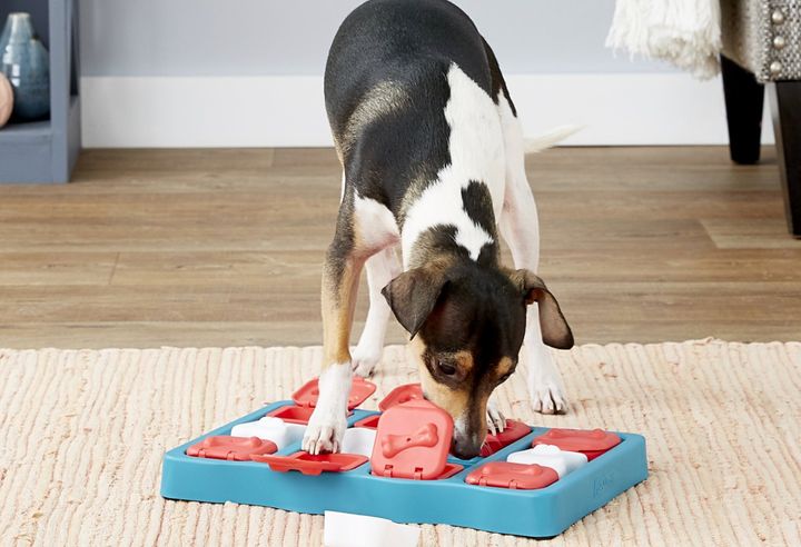 An interactive dog toy, like this treat finder, is a fun way to engage your furry friend's brain.