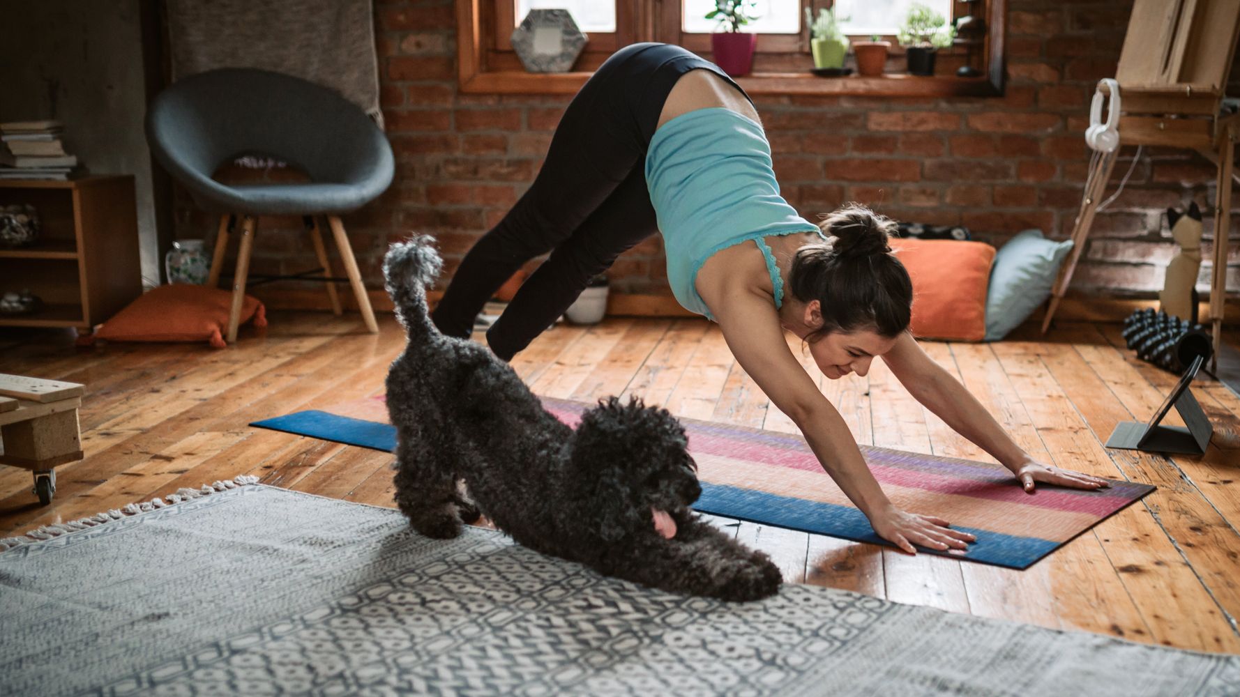 Here's How To Exercise Your Dog Or Cat While Limiting Outside Time ...