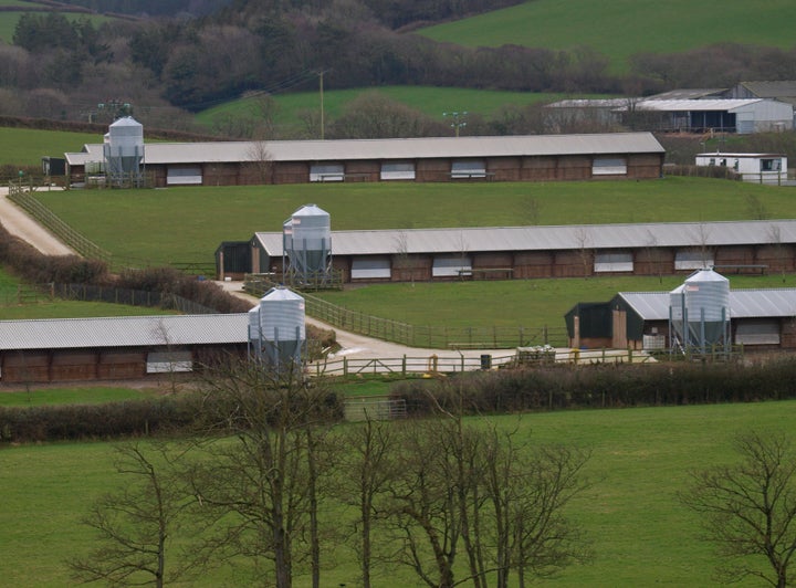 Poultry sheds support the ideal conditions for growing hemp, which can be used to make oil, snack bars and crackers, and alternative milks.