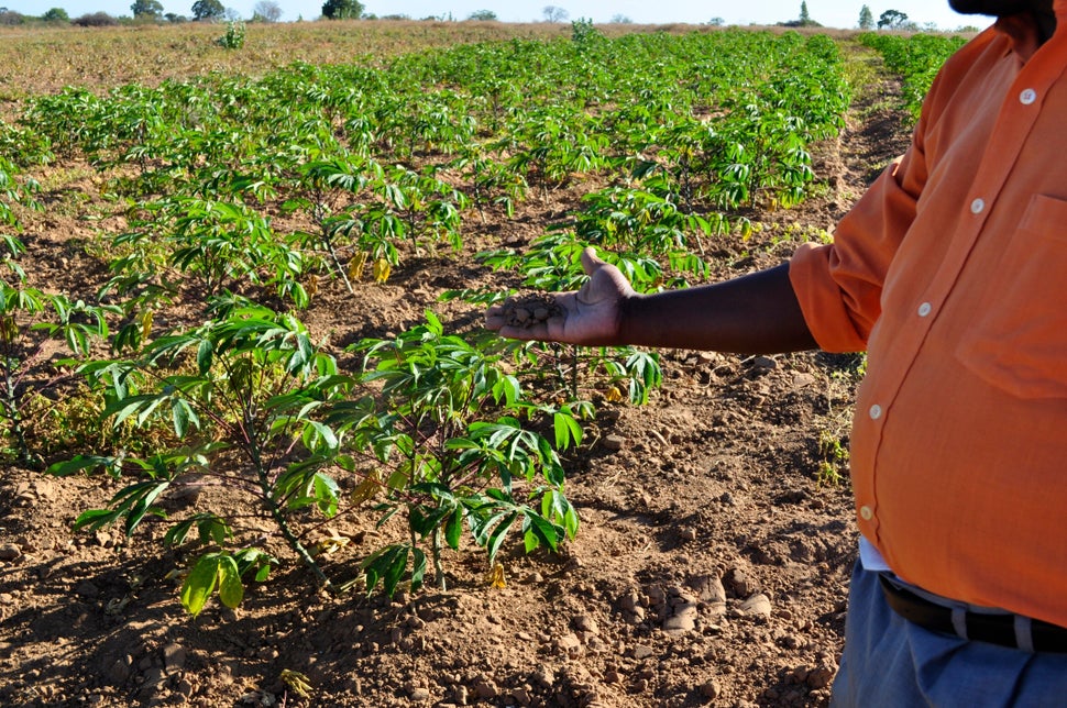 <em>Almir Viera Pereira holds a handful of dry soil on a patch of disputed land his group has claimed under Brazil's constitu