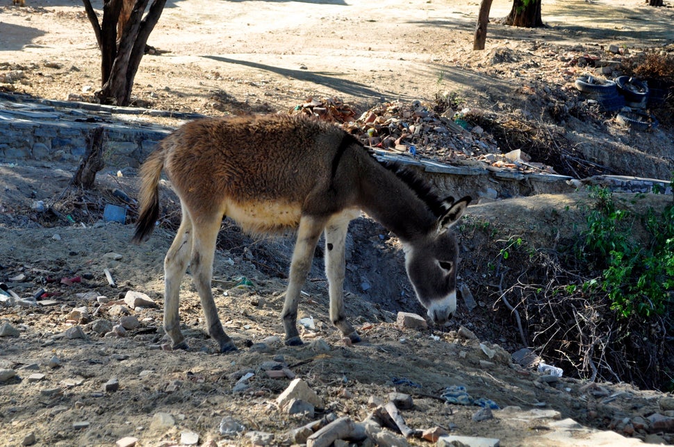 <em>A donkey feeds on garbage tossed along the roads of Barra do Parateca, which lacks regular trash collection. (Carolina Ra