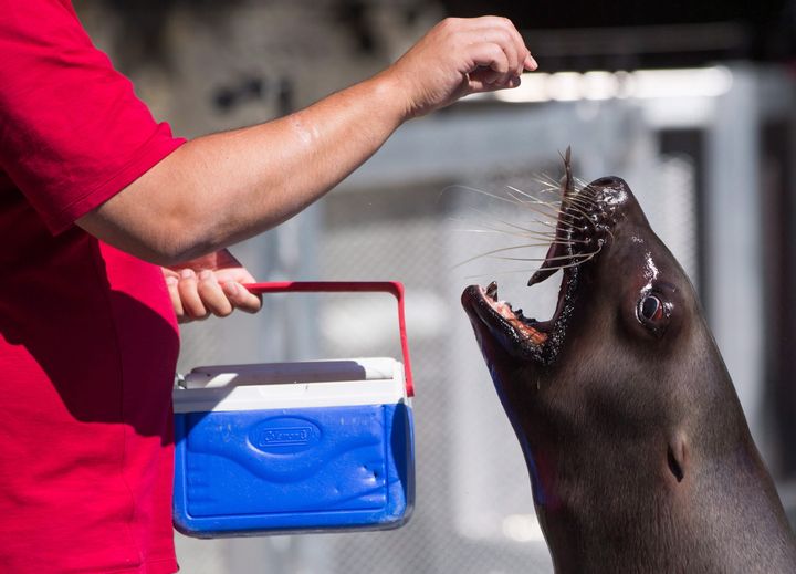 A sea lion is fed a fish by marine mammal trainer Billy Lasby during a demonstration at the Vancouver Aquarium in Vancouver, B.C., on July 6, 2017. 