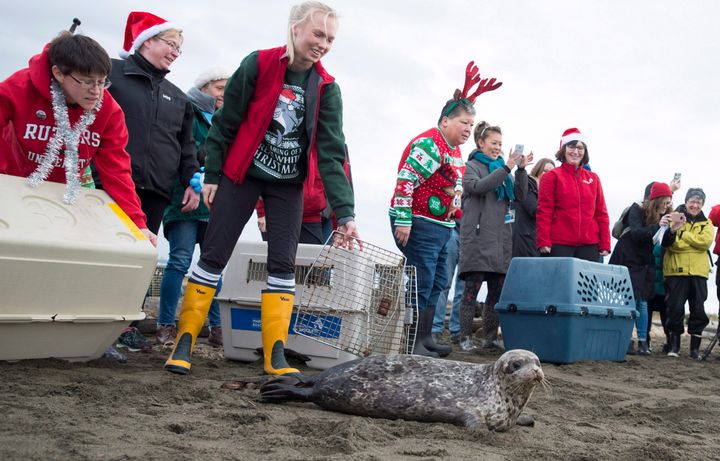 Seal pups are released back into the ocean on Dec. 18, 2018 after being nursed back to health by the Vancouver Aquarium Marine Mammal Rescue Centre.