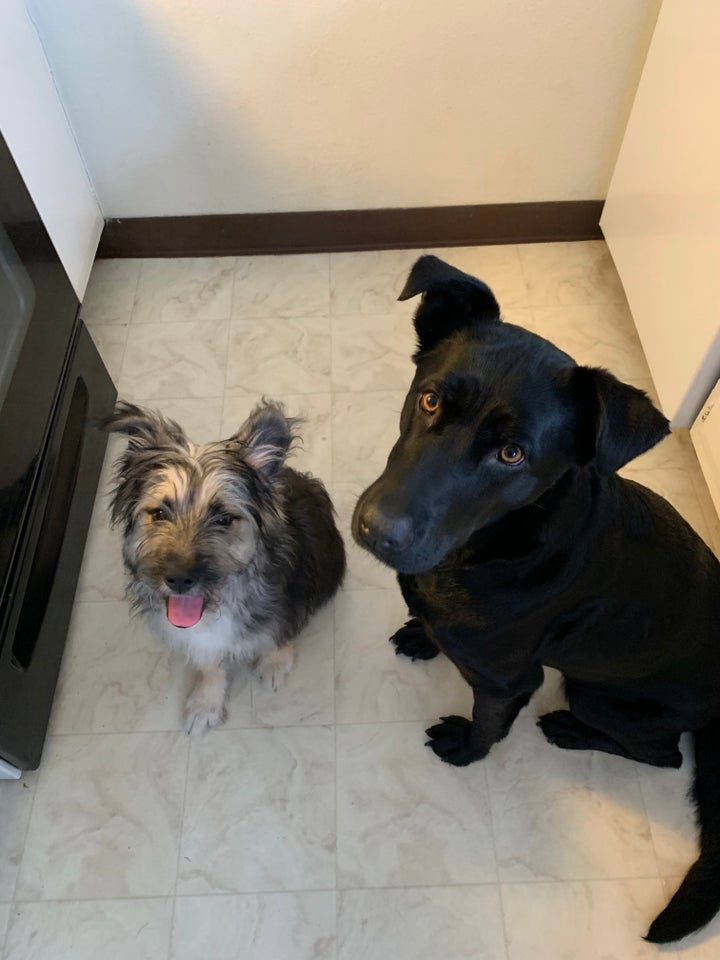  Scruffy (left) and Luna waiting for treats.