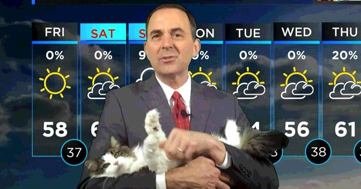 自宅から放送した天気予報に お天気キャスターの飼い猫が登場 可愛すぎてレギュラーに ハフポスト